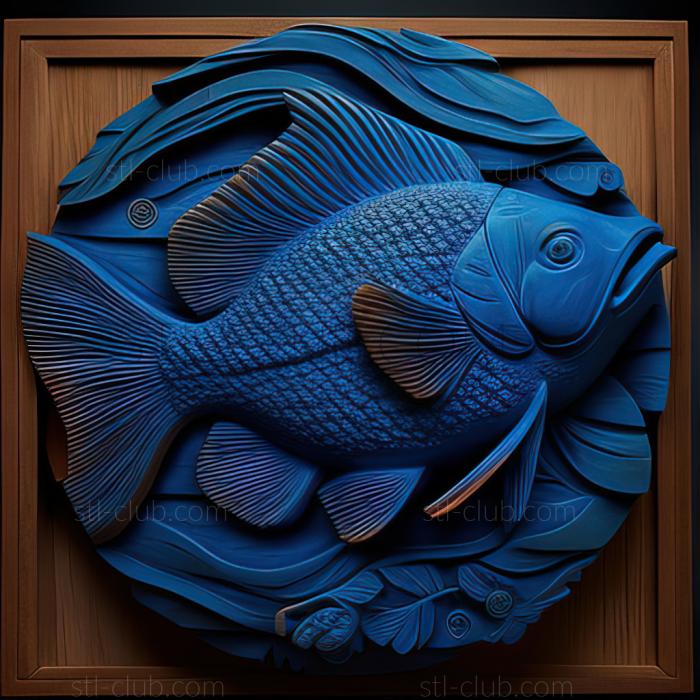 st Akara blue fish